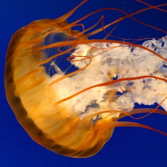 albinokittie